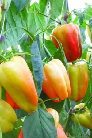 Перец Барби F1