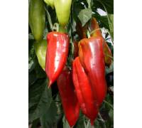 Перец Букет Востока F1 полуострый