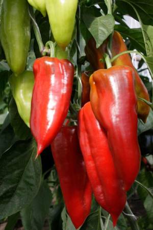 Перец Букет Востока F1 полуострый