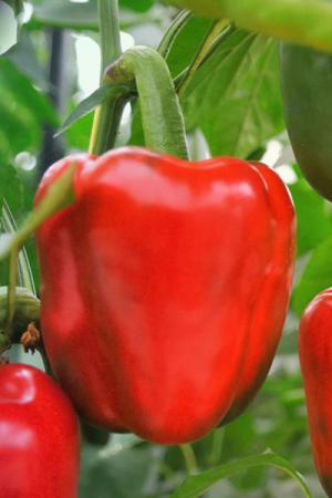 Перец Чайка F1