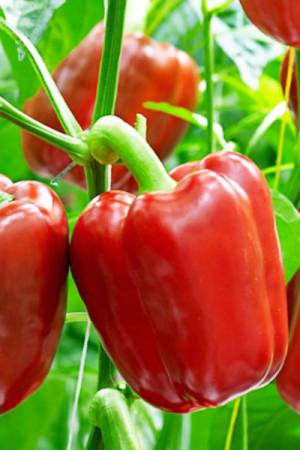 Перец Червонец