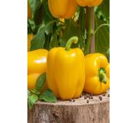 Перец Гигант Жёлтый F1