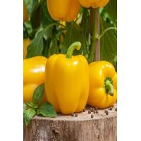 Перец Гигант Жёлтый F1