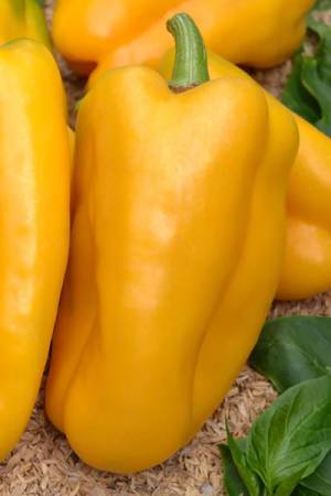 Перец Желтый Слон