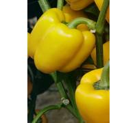 Перец Милдред F1