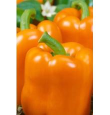 Перец Этюд F1 сладкий