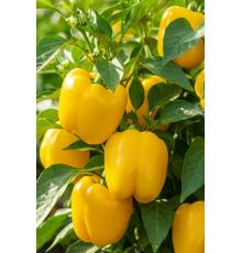 Перец сладкий Куб Желтый