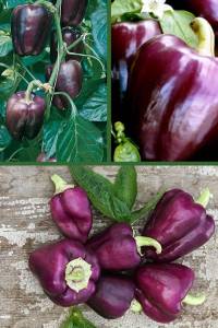 Перец сладкий Ода 