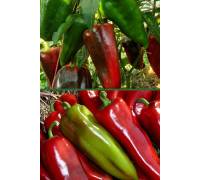 Перец Паланачка Капия сладкий 