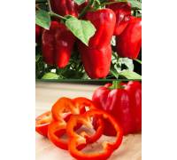 Перец Титан сладкий