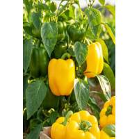 Перец Залатар