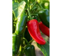 Перец Халапеньо