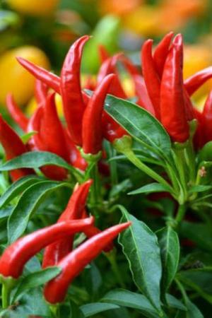 Перец Клюв Сокола