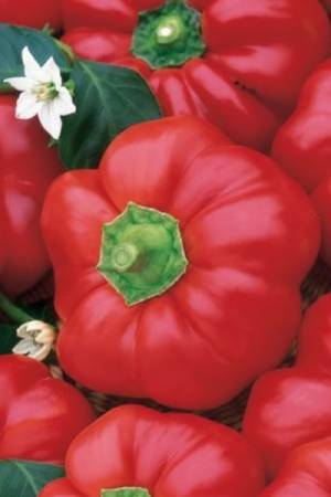 Перец Новогогошары