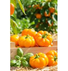 Перец Новогогошары оранжевый