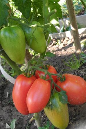 Томат Петруша Огородник