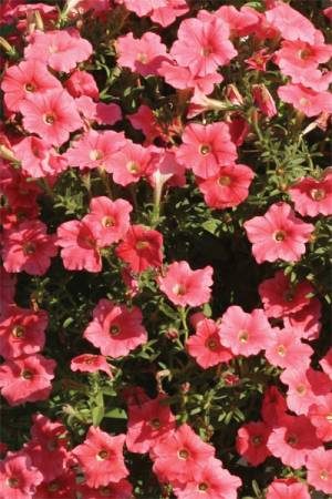 Петуния гибрид Каскад лососевый F1