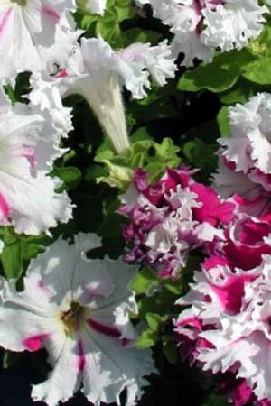 Петуния крупноцветковая бахромчатая Поздравь из Яромнержа