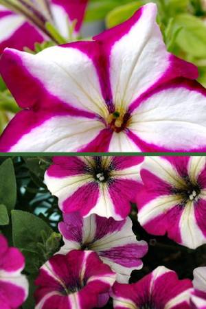 Петуния Лавина Пурпурная Звезда F1