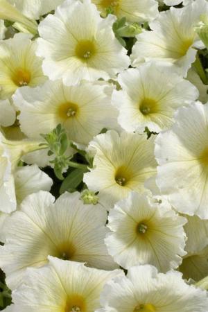 Петуния многоцветная Надежда F1