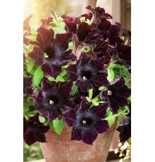 Петуния гибридная крупноцветковая Черная вишня F1