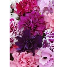 Петуния Махровая каскадная F1 крупноцветковая 