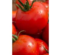 Томат Буги Вуги F1