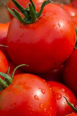 Томат Буги Вуги F1