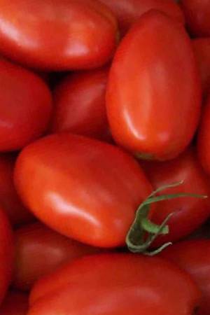 Томат Чирок