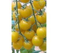 Томат Карамель желтая F1 (черри)