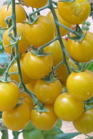 Томат Карамель желтая F1 (черри)