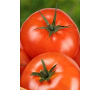 Томат Рапсодия F1 