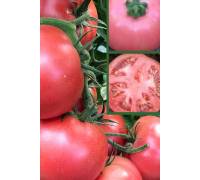 Томат Розовая Андромеда F1 