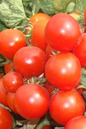 Томат Румба Ожаровская