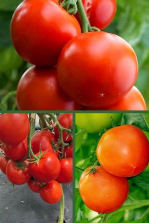 Томат Союз-8 