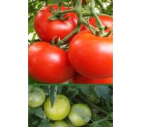 Томат Султан F1 
