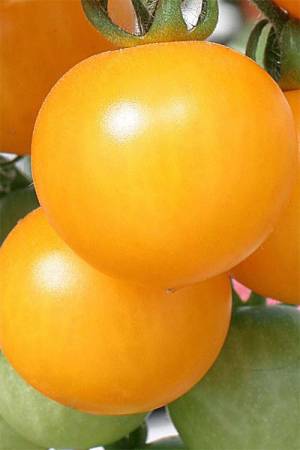 Томат Золотое сердце