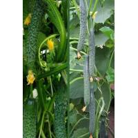 Огурец Изумрудный поток F1