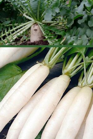 Редис Ледяная сосулька