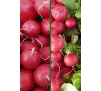 Редис Масляный великан