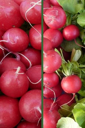 Редис Масляный великан