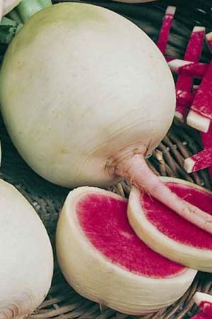 Редька Мантангонг F1