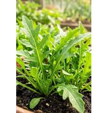 Руккола Пикантная 5 гр