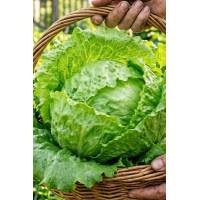 Салат Айсберг