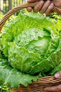 Салат Айсберг