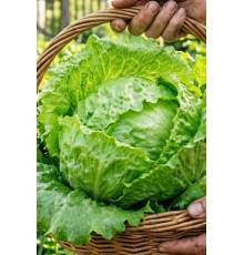 Салат Айсберг