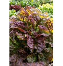 Салат Американский коричневый листовой