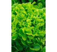 Салат Дубовый лист салатовый