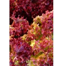 Салат Лоллоро листовой 