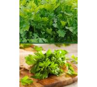 Сельдерей Обыкновенный листовой